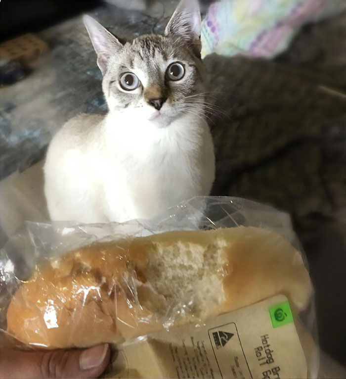 Funny-Public-Cat-Shaming