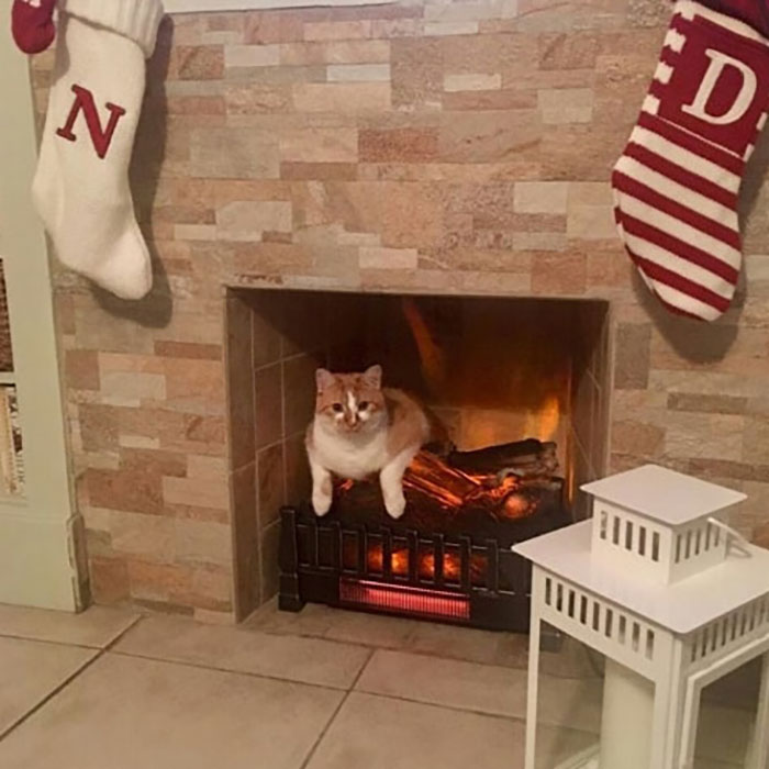 Funny-Public-Cat-Shaming