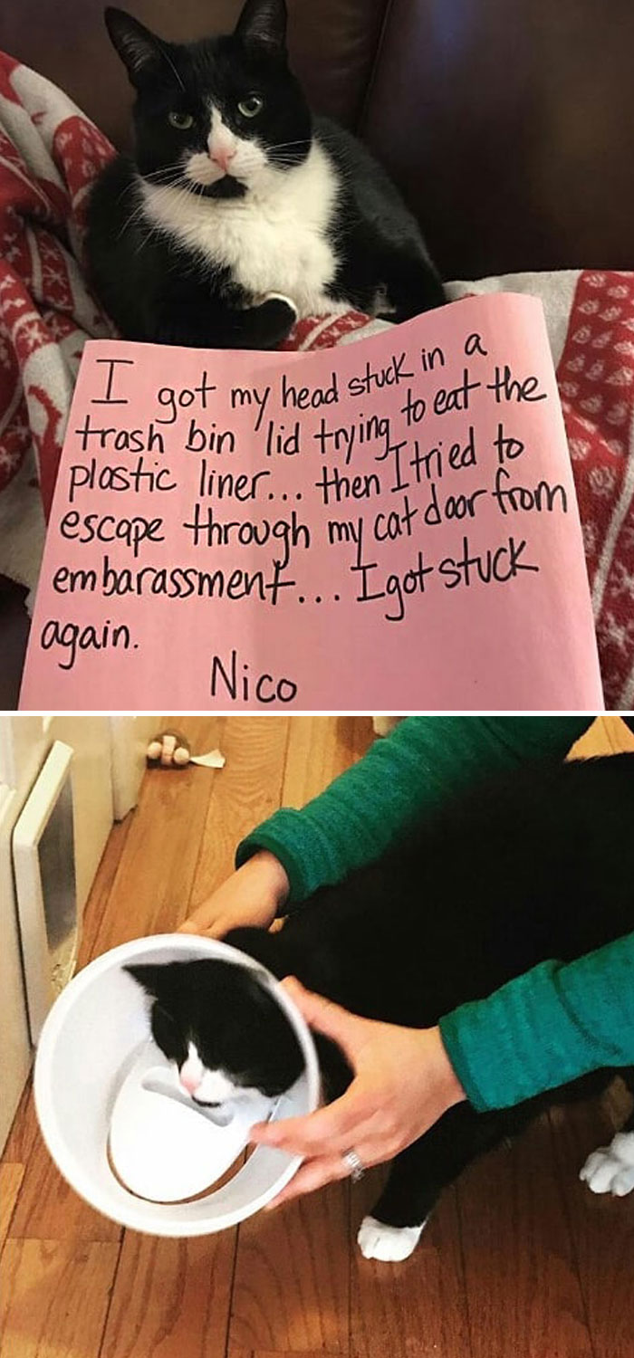 Funny-Public-Cat-Shaming