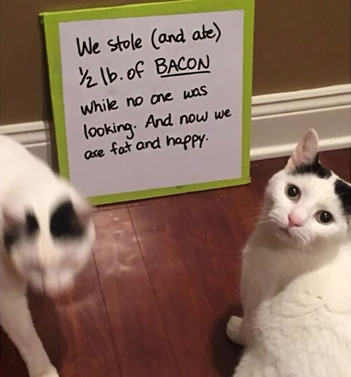 Funny-Public-Cat-Shaming