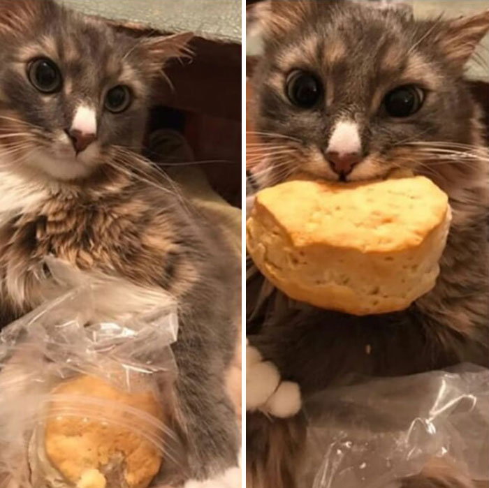 Funny-Public-Cat-Shaming