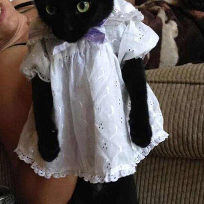 Funny-Public-Cat-Shaming