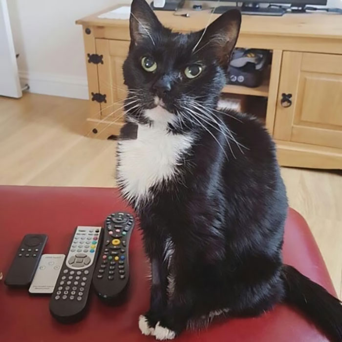 Кошка тиран. Кот тиран. Кошка тиран. Кошки подземелья арт. Черный кот фэнтези арт.