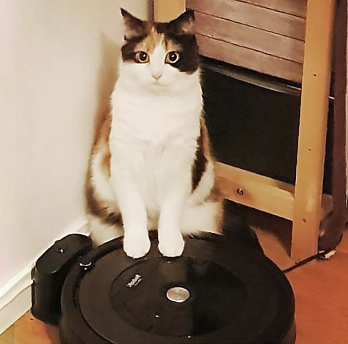 Funny-Public-Cat-Shaming