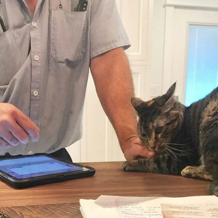 Funny-Public-Cat-Shaming