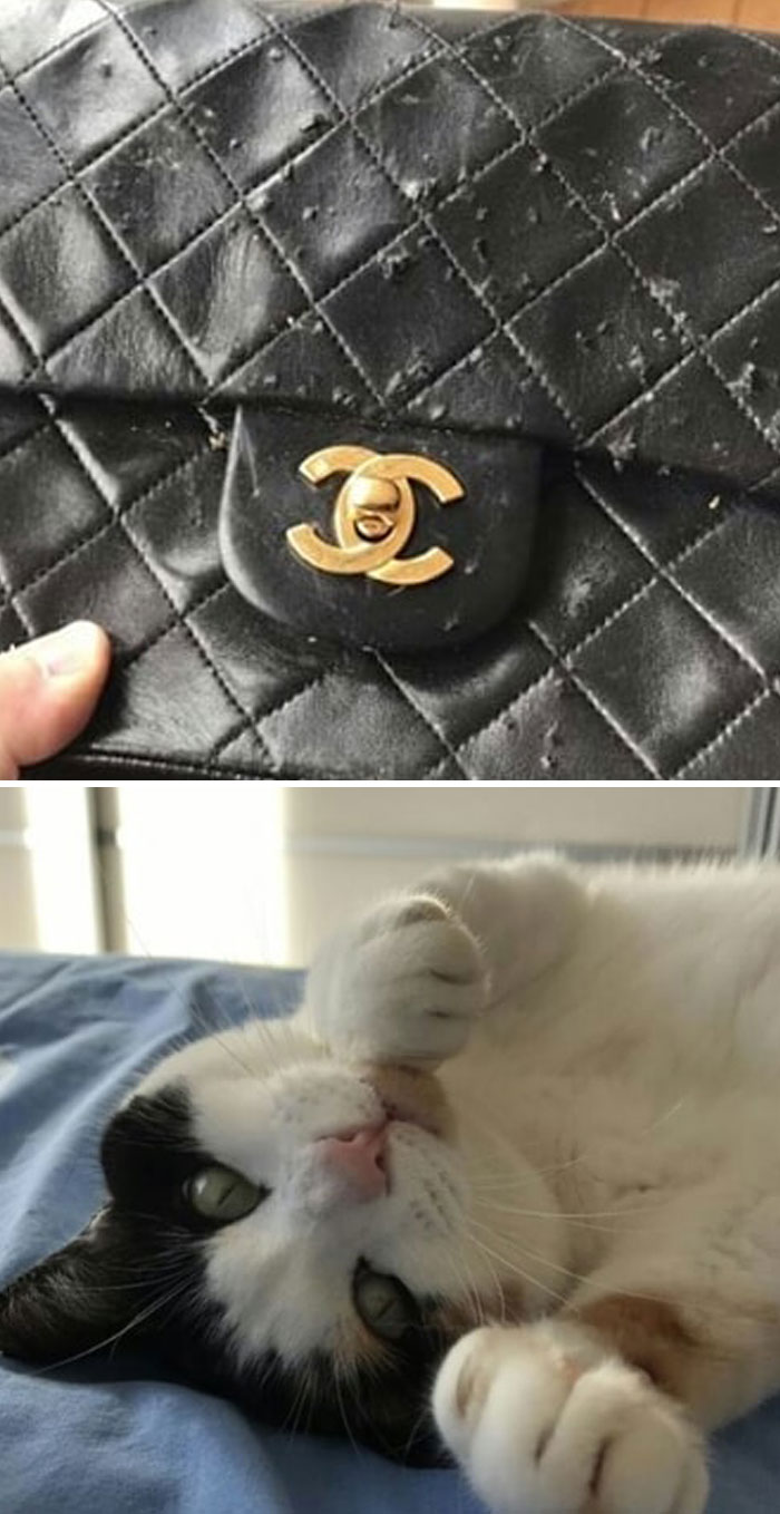 Funny-Public-Cat-Shaming