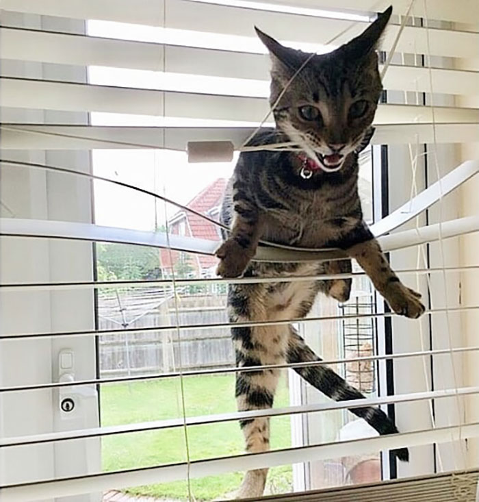 Funny-Public-Cat-Shaming