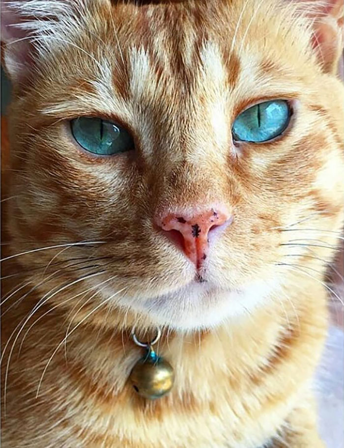 Funny-Public-Cat-Shaming