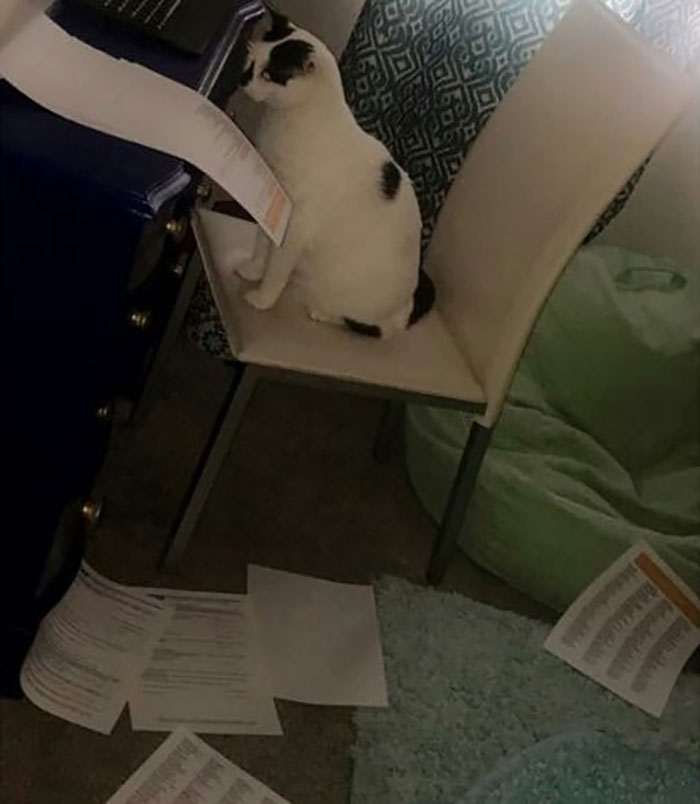 Funny-Public-Cat-Shaming