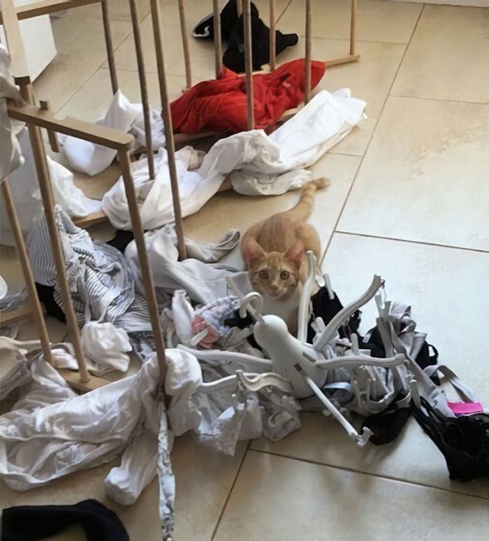 Funny-Public-Cat-Shaming