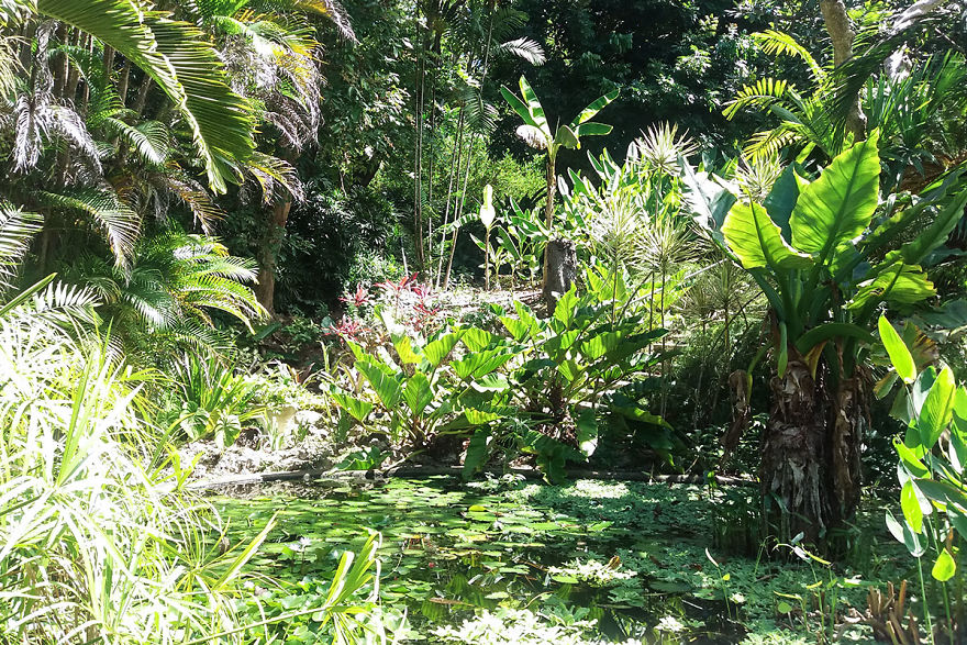 I Spent A Few Hours Exploring Andromeda Botanic Gardens