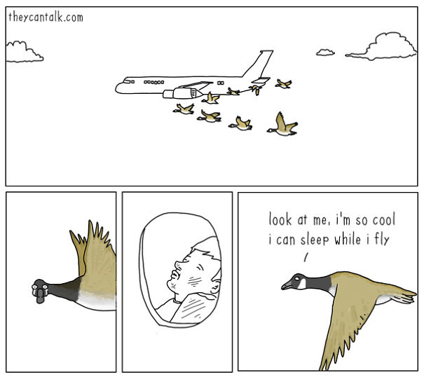 If Birds Could Talk, Here's What They Might Be Saying