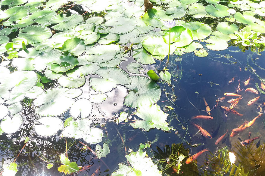 I Spent A Few Hours Exploring Andromeda Botanic Gardens