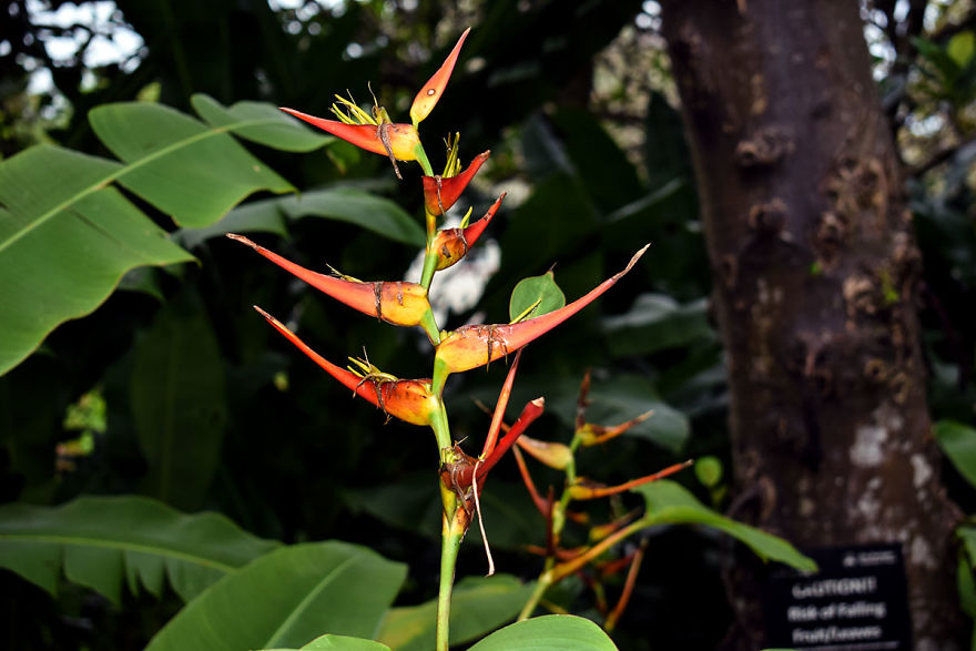 I Spent A Few Hours Exploring Andromeda Botanic Gardens