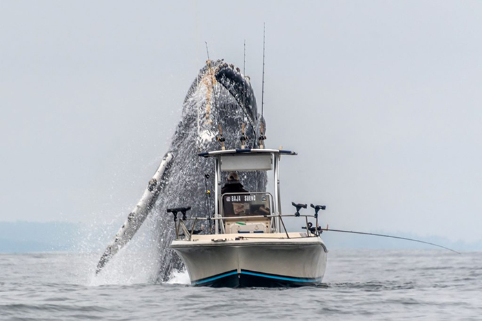 Viral Video Shows A Giant Whale Jumping Next To A Fisherman Taking His Breath Away Viral Video Shows A Giant Whale Jumping Next To A Fisherman Taking His Breath Away