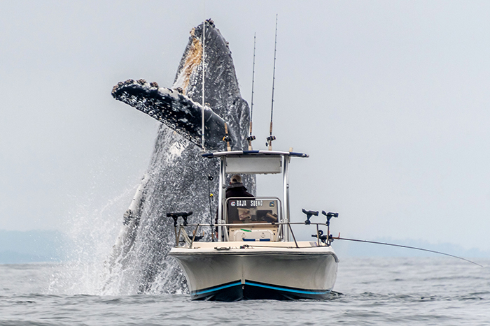 Viral Video Shows A Giant Whale Jumping Next To A Fisherman Taking His Breath Away Viral Video Shows A Giant Whale Jumping Next To A Fisherman Taking His Breath Away