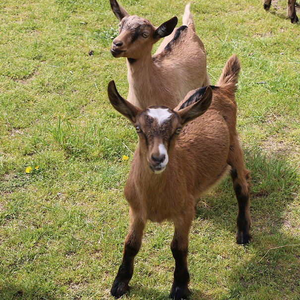 goat-5cdb2d759cdcd.jpg