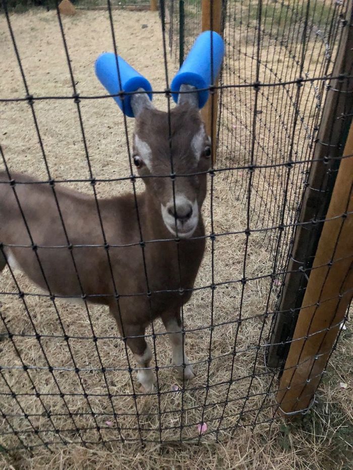 14 Pics Of Misbehaving Goats That Were Forced To Wear Pool Noodles For Everyone's Safety 14 Pics Of Misbehaving Goats That Were Forced To Wear Pool Noodles For Everyone's Safety