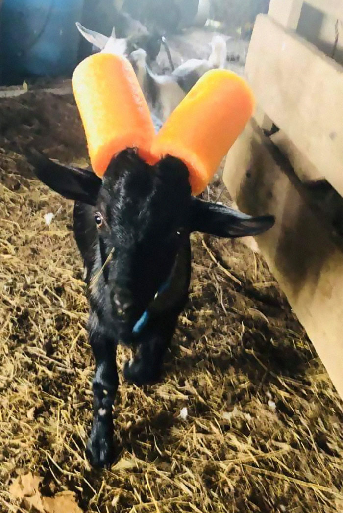 14 Pics Of Misbehaving Goats That Were Forced To Wear Pool Noodles For Everyone's Safety 14 Pics Of Misbehaving Goats That Were Forced To Wear Pool Noodles For Everyone's Safety