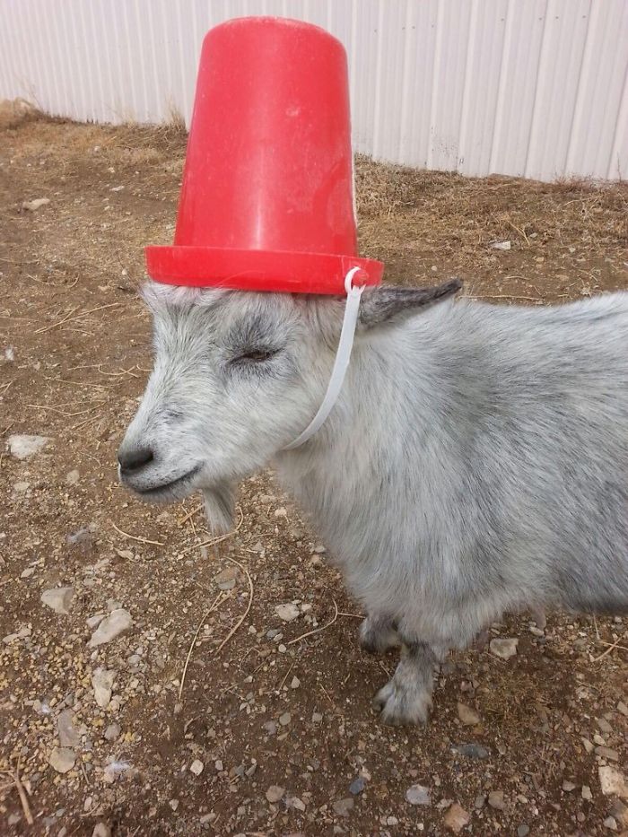 14 Pics Of Misbehaving Goats That Were Forced To Wear Pool Noodles For Everyone's Safety 14 Pics Of Misbehaving Goats That Were Forced To Wear Pool Noodles For Everyone's Safety