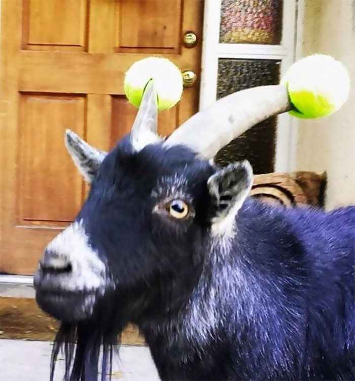 14 Pics Of Misbehaving Goats That Were Forced To Wear Pool Noodles For Everyone's Safety 14 Pics Of Misbehaving Goats That Were Forced To Wear Pool Noodles For Everyone's Safety