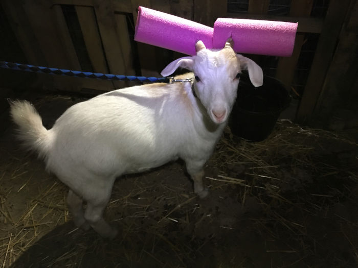 14 Pics Of Misbehaving Goats That Were Forced To Wear Pool Noodles For Everyone's Safety 14 Pics Of Misbehaving Goats That Were Forced To Wear Pool Noodles For Everyone's Safety