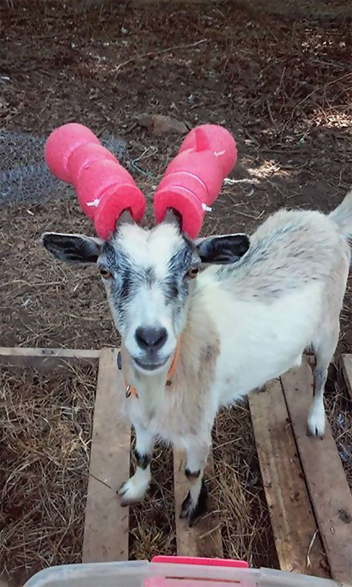14 Pics Of Misbehaving Goats That Were Forced To Wear Pool Noodles For Everyone's Safety 14 Pics Of Misbehaving Goats That Were Forced To Wear Pool Noodles For Everyone's Safety