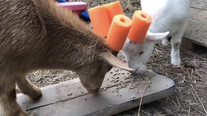 14 Pics Of Misbehaving Goats That Were Forced To Wear Pool Noodles For Everyone's Safety 14 Pics Of Misbehaving Goats That Were Forced To Wear Pool Noodles For Everyone's Safety