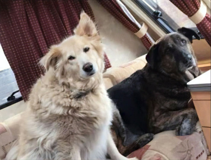 After This Dog's Brother Died, His Owner Bought Him A Pillow With Brother's Face To Bring Comfort After This Dog's Brother Died, His Owner Bought Him A Pillow With Brother's Face To Bring Comfort