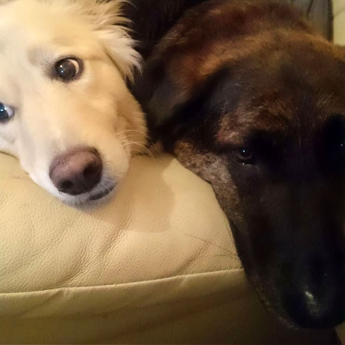 After This Dog's Brother Died, His Owner Bought Him A Pillow With Brother's Face To Bring Comfort After This Dog's Brother Died, His Owner Bought Him A Pillow With Brother's Face To Bring Comfort