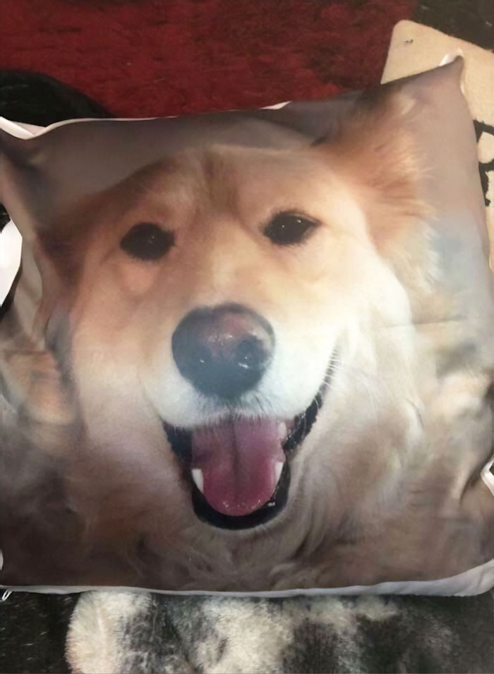 After This Dog's Brother Died, His Owner Bought Him A Pillow With Brother's Face To Bring Comfort