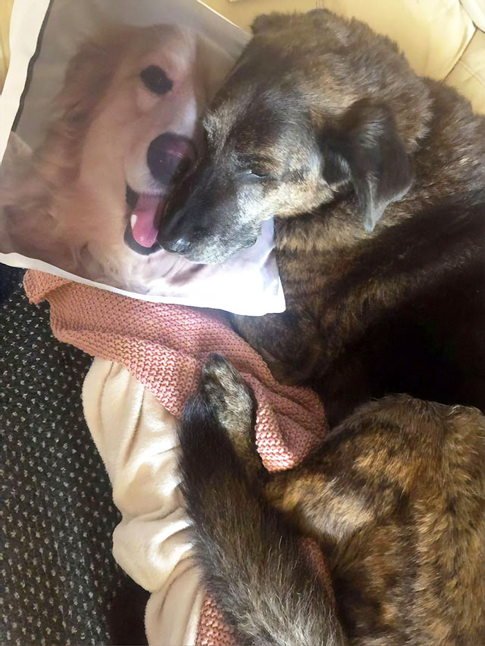 After This Dog's Brother Died, His Owner Bought Him A Pillow With Brother's Face To Bring Comfort After This Dog's Brother Died, His Owner Bought Him A Pillow With Brother's Face To Bring Comfort