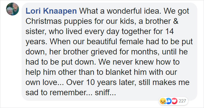 After This Dog's Brother Died, His Owner Bought Him A Pillow With Brother's Face To Bring Comfort After This Dog's Brother Died, His Owner Bought Him A Pillow With Brother's Face To Bring Comfort