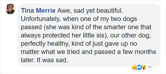 After This Dog's Brother Died, His Owner Bought Him A Pillow With Brother's Face To Bring Comfort After This Dog's Brother Died, His Owner Bought Him A Pillow With Brother's Face To Bring Comfort