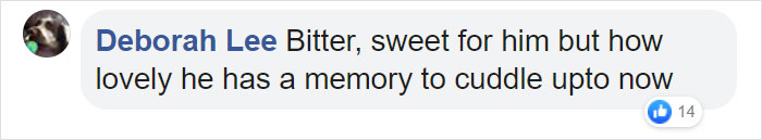 After This Dog's Brother Died, His Owner Bought Him A Pillow With Brother's Face To Bring Comfort