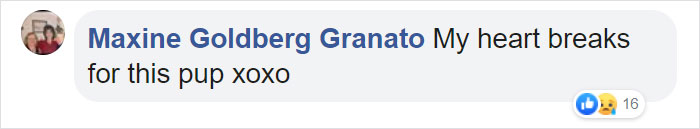 After This Dog's Brother Died, His Owner Bought Him A Pillow With Brother's Face To Bring Comfort After This Dog's Brother Died, His Owner Bought Him A Pillow With Brother's Face To Bring Comfort