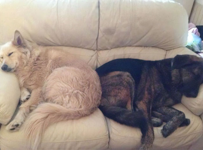 After This Dog's Brother Died, His Owner Bought Him A Pillow With Brother's Face To Bring Comfort After This Dog's Brother Died, His Owner Bought Him A Pillow With Brother's Face To Bring Comfort