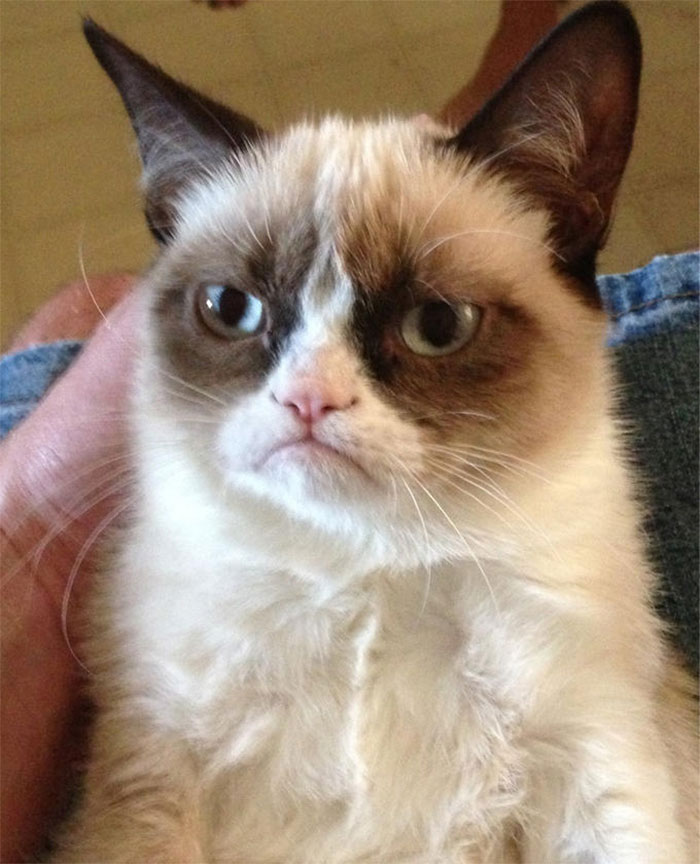 Grumpy Cat Dies Aged 7 Grumpy Cat Dies Aged 7