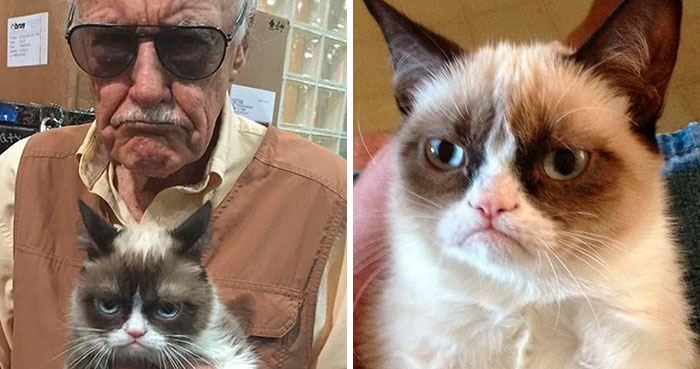Grumpy Cat Dies Aged 7