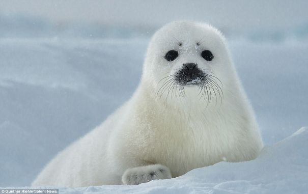 harp-seal-5ce389b3d16f9.jpg