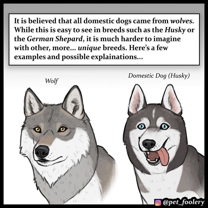 Artist Imagines The Origins Of 'Unique Dog Breeds' And They're Ridiculously Hilarious Artist Imagines The Origins Of 'Unique Dog Breeds' And They're Ridiculously Hilarious