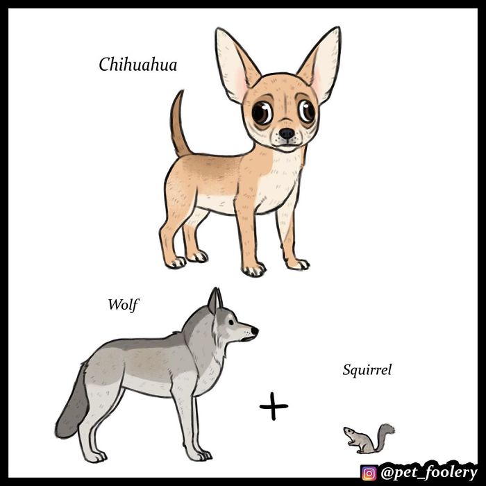 Artist Imagines The Origins Of 'Unique Dog Breeds' And They're Ridiculously Hilarious