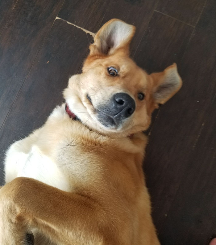 Bear Gifts Deer Bones To Guard Dog In Exchange Of Being Allowed Access To This Man's Trash Bear Gifts Deer Bones To Guard Dog In Exchange Of Being Allowed Access To This Man's Trash