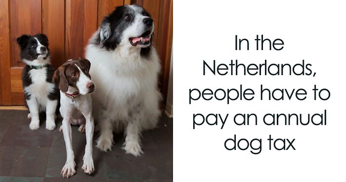 Here Are 10 Laws On Animal Protection From Different Countries That Might Help You Believe In Humanity Again