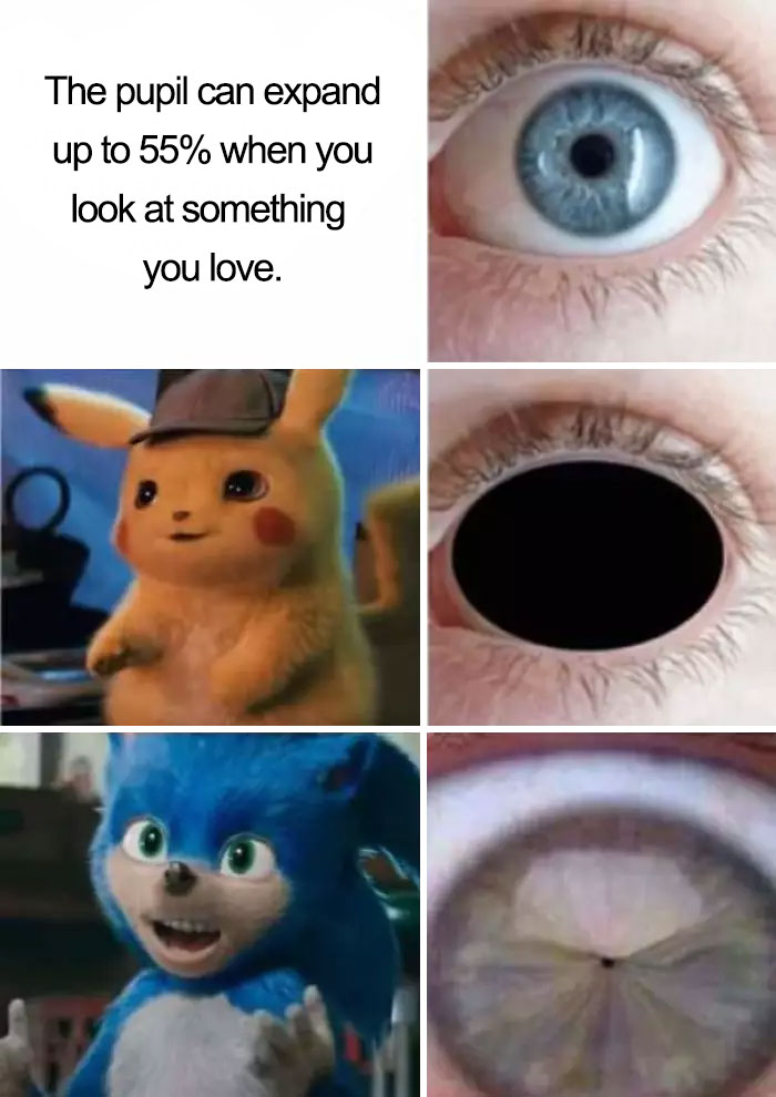 Live-Action-Sonic-The-Hedgehog-Memes