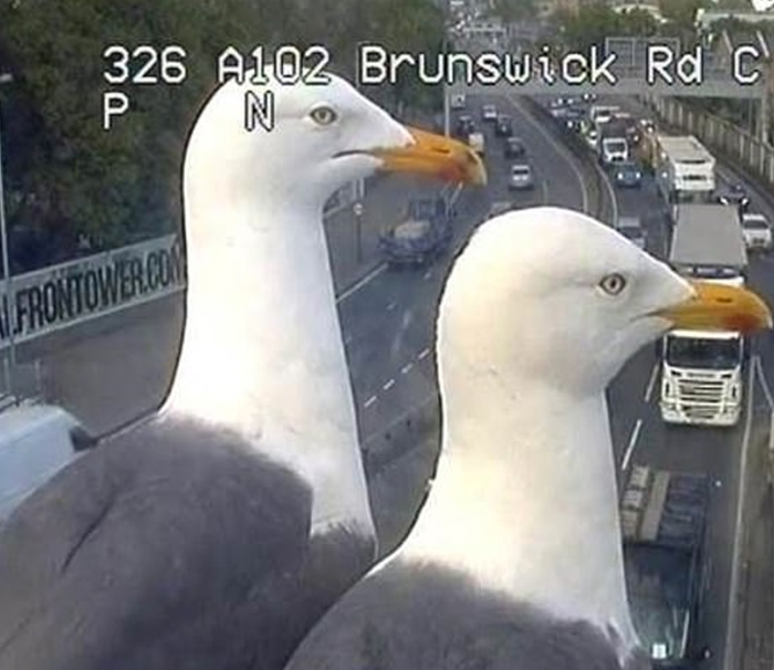 Two Seagulls - Graeme And Steve - Keep Showing Up On London Traffic Cam, Become Twitter-Famous