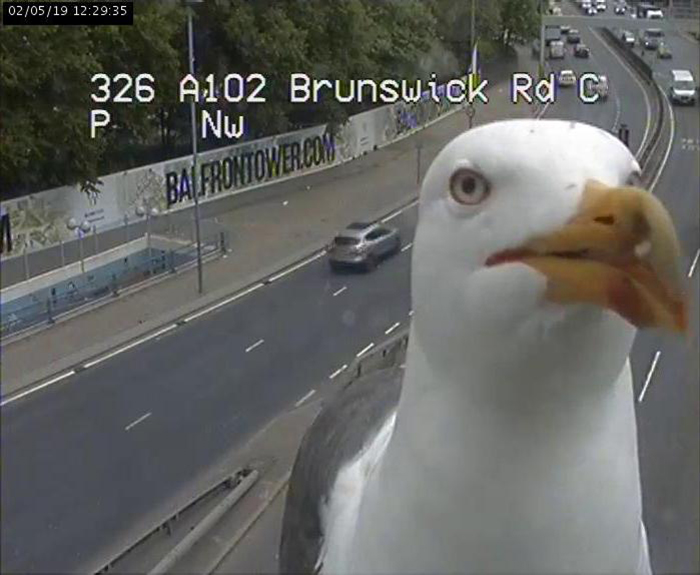 Two Seagulls - Graeme And Steve - Keep Showing Up On London Traffic Cam, Become Twitter-Famous