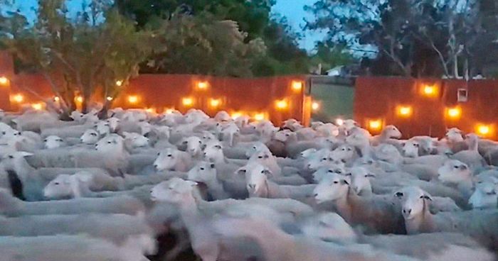 200 Sheep Saw This Guy’s Yard With Its Fence Open And Decided To Give Him A Visit – Now They Refuse To Leave