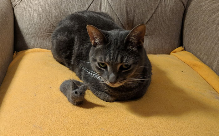 Woman Makes ‘A Cat Out Of Her Cat’ By Using Cat’s Hair And The Result Inspires Others To Do The Same