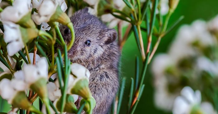 I Capture The Life Of A Little Mouse Who Was Rescued From Cat’s Mouth